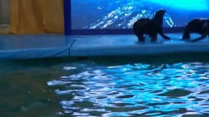 ДЕЛЬФИНАРИЙ ЯРОСЛАВЛЬ