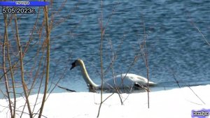 Водоплавающие. Живая природа севера