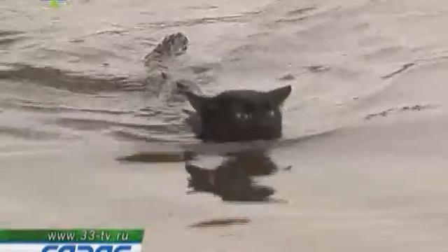 Кошка морж241110 смотреть онлайн