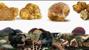 Почему Трюфели Самые Дорогие Грибы в Мире? Узнайте Тайны Деликатеса!