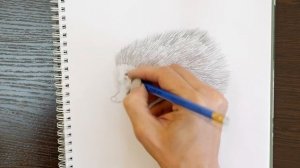 Как нарисовать ёжика карандашом | Рисунок для начинающих поэтапно