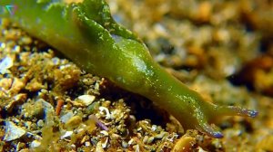 ▽ Самые необычные существа планеты