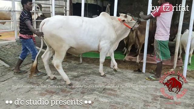 524 | Beauty of Hasa Bull Show Time | Live Weight 400 kg | Shamaira Agro | ZbGH 2020