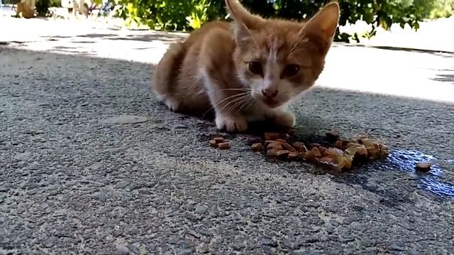 Котенок жалобно мяукал,а люди проходили мимо. смотреть онлайн