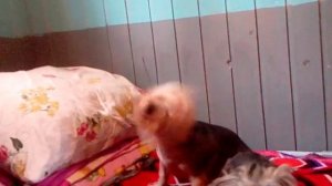 Собачка поёт шок! (Йорки поют.)