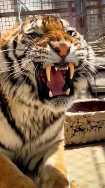 Tiger & wolf ⚡ #zoo #zoolucknow #funnyanimals #uttarpradesh #funnyanimals #bigcat #status #shorts