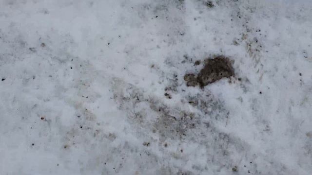 Throwing a banana at Philips headquarters смотреть онлайн