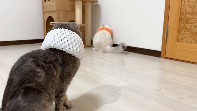 This cat has no broken neck or neutered... смотреть онлайн