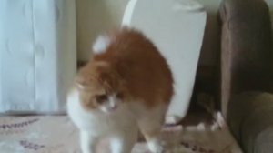 Возвращение Рыжика домой часть 2