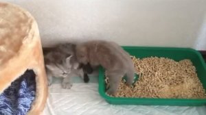 Будни котят