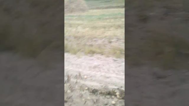 Шифенг 240  транспортёрная копалка