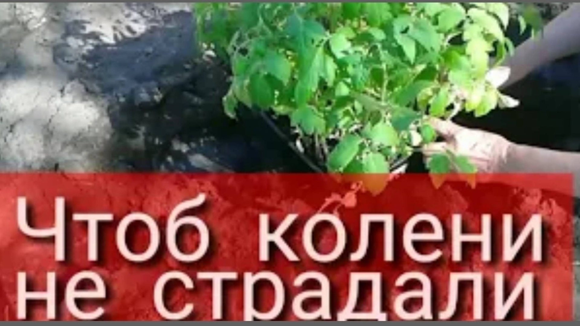 Лайфак для дачи/Из пластиковой бутылки смотреть онлайн