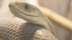 ТОП 5 САМЫХ ОПАСНЫХ ЗМЕЙ В МИРЕ!!!