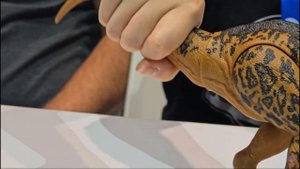 Jurassic world Chaos Theory new Suchomimus toy action feature revealed