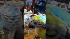 Попугай хасбро