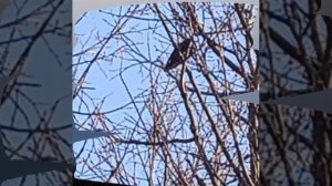 Май прежних дней © Copyright: Бронислав Сычёв, 2025
Свидетельство о публикации №125020503143