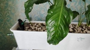 08.01 Фитофильтр, в качестве внешней ёмкости для биологических процессов аквариума.