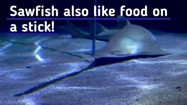 Sawfish On A Stick смотреть онлайн