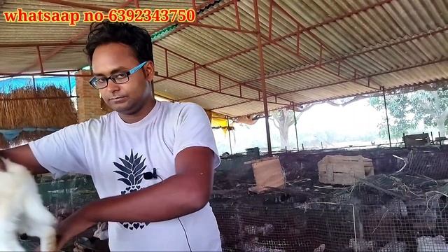 नर और मादा खरगोश में अंतर कैसे पहचाने || Difference between male and Female Rabbit смотреть онлайн