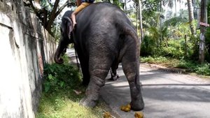 Слон какает Зачем местные это делают