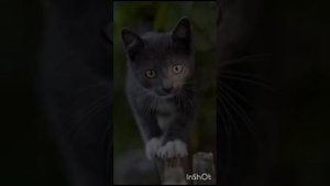 Деревенские котики 🐱