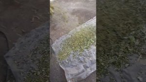 Ўт майдалагич  аппарати.Электр жоду