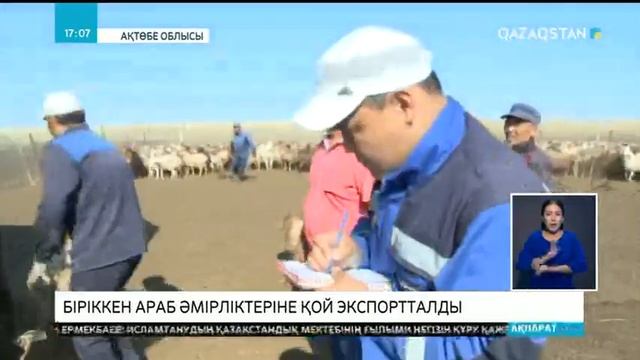 Ақтөбе облысында асылтұқымды еділбай қойлары экспортқа шығарылуда