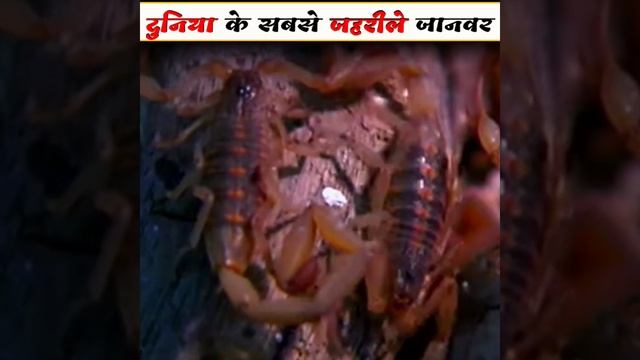 दुनिया के 3 सबसे जहरीले जानवर 🤯 #shorts #facts #ytshorts #viral #shortvideo #world #youtubeshorts смотреть онлайн