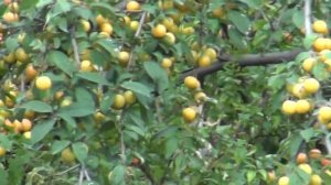 Майли-Сай 09.07.16. часть 3