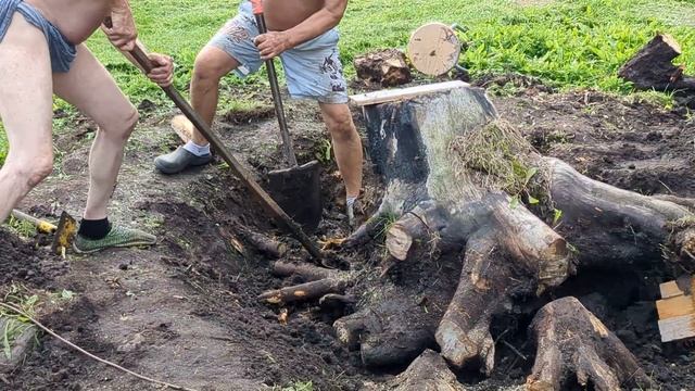 Удаление березового пня за 3 часа. смотреть онлайн