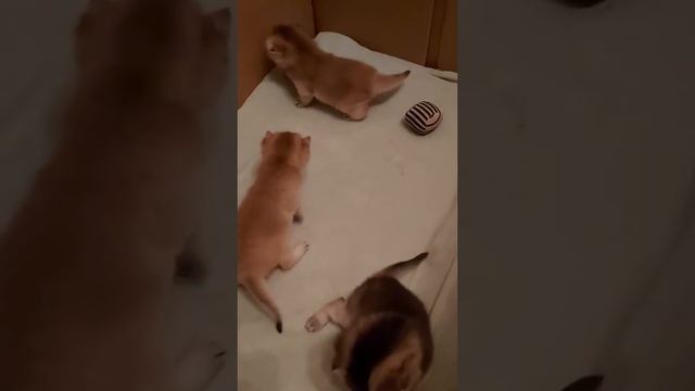 котята учатся ходить им 3 недели смотреть онлайн