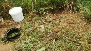 Цыплятам полтора месяца. 28 июня 2023г #куры #цыплята