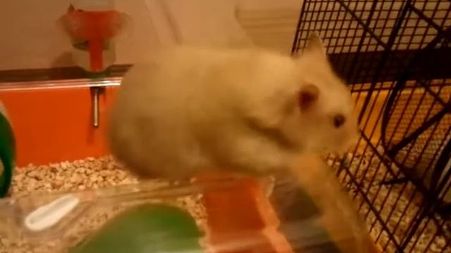 2 минуты жизни хомячки Машки или 10 секунд сурка