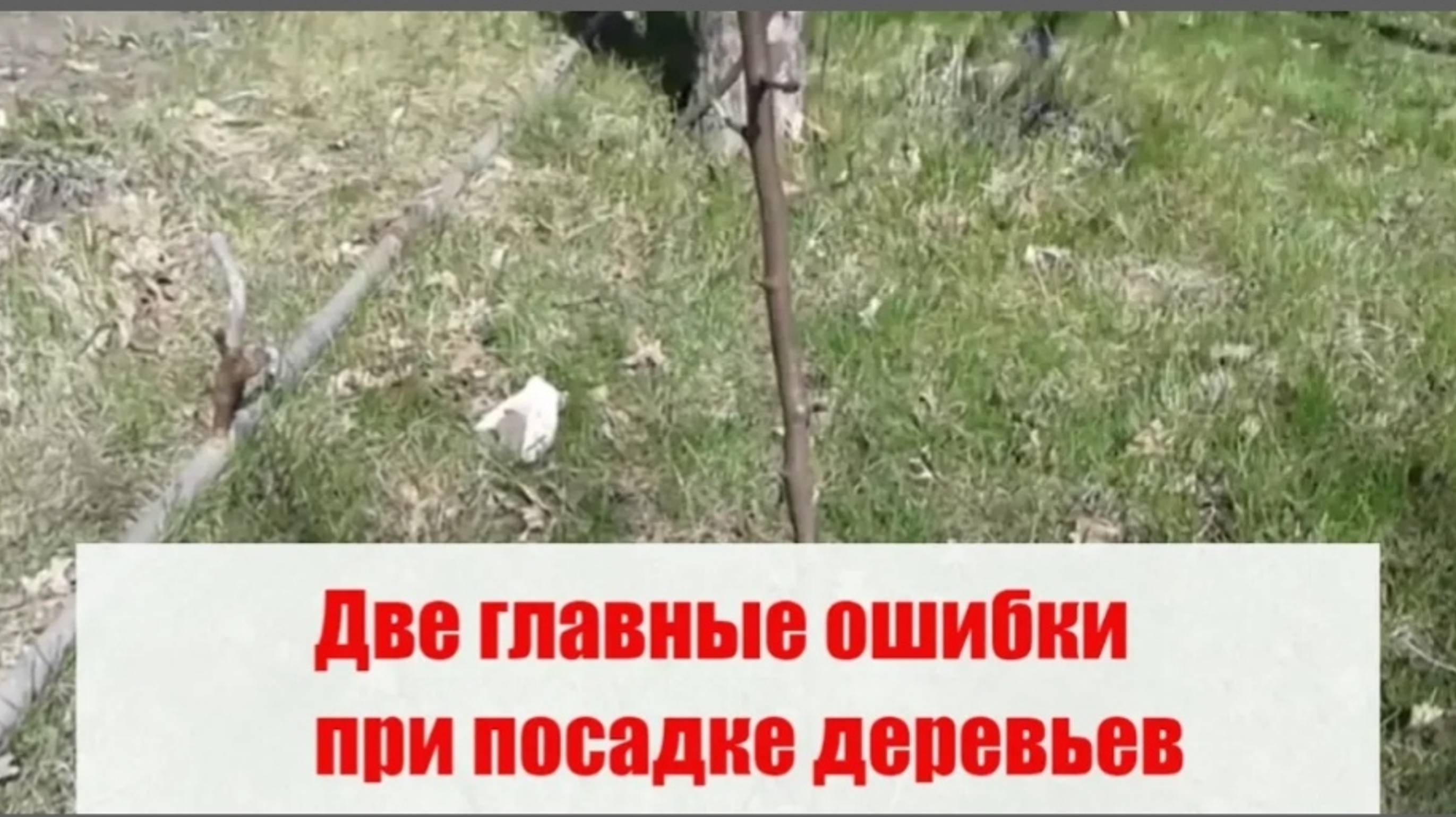 Две главные ошибки садоводов при посадке саженцев груш и яблок смотреть онлайн