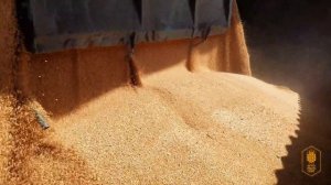 Разгрузка пшеницы. АгроТрансПорт