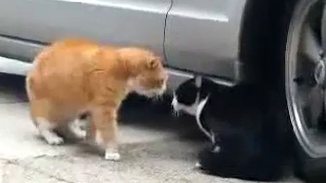 Кошачьи разборки смотреть онлайн