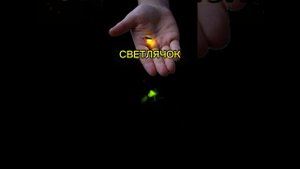 ЧУДО ПРИРОДЫ - СВЕТЛЯЧОК / 20.07.24
