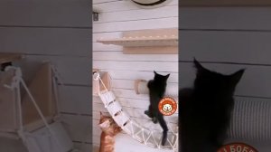Веселой семейке супер котодром от Мы Бобры
