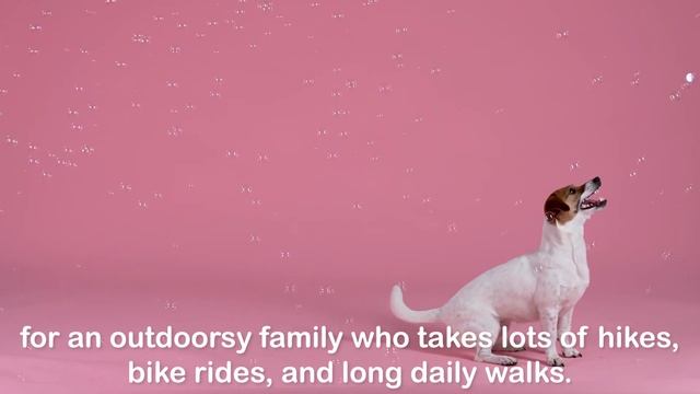 ALL ABOUT The Jack Russell Terrier - Health, Nutrition And More смотреть онлайн