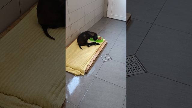 Тбилиси  Грузия Приют Тамаза Элизбарашвили Paypal           Elizbarashvilidogyahoo.com