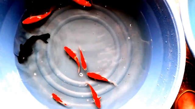 feng shui koi fish What Do Koi Fish Symbolize