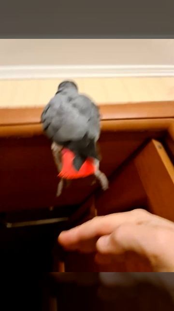 Попугай Кузя висит на дверном косяке смотреть онлайн