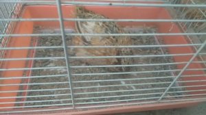 ОВОЗИ БЕДОНА