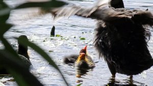 Санкт-Петербург. Утки в Озерках. 15.06.2024г.