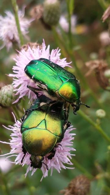 Золоти́стая бронзо́вка, или бронзо́вка обыкнове́нная (лат. Cetonia aurata). (два жука) 09.07.2023