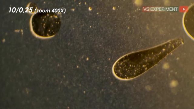 APA MAKHLUK HALUS DI SUSU BERUANG? | Bear Brand Milk Under Microscope Zoom 1000X смотреть онлайн