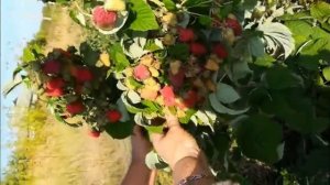 Малина Поэмат. Сентябрь, перед сбором урожая.