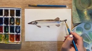 Как нарисовать щуку карандашом и акварелью начинающим | Рисунок для детей