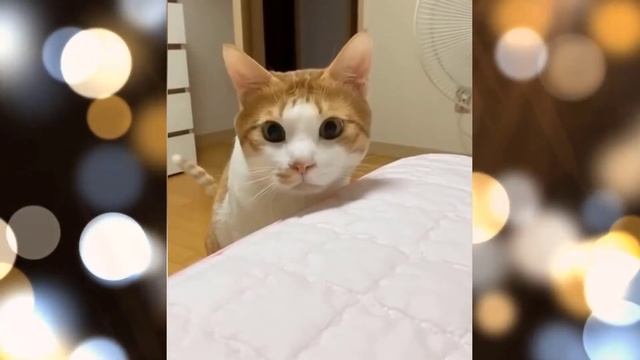 Кошки Смешная Видео Подборка - Видео 45 - 12:33 Минуты