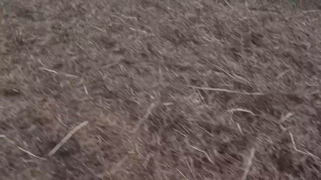 OUR LIVESTOCK GUARDIAN DOG PROBLEM… смотреть онлайн